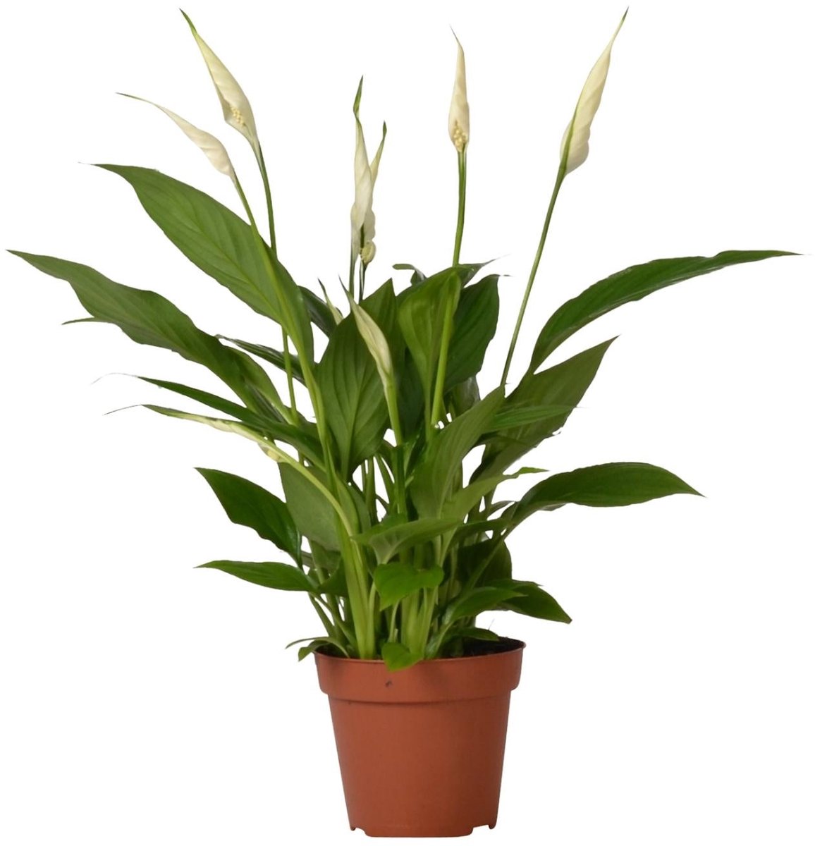 Spathiphyllum Bingo Cupido - Ø12cm - 45cm
