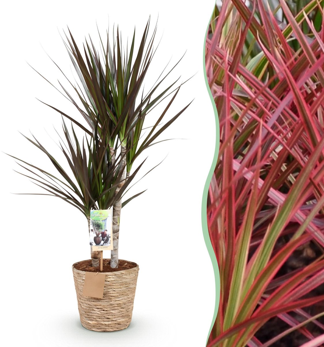 Green is... Kamerplanten - Dracaena Magenta - Drakenbloedboom - Weinig onderhoud - met mand - Groen - 1 Plant - Pot 17cm - Hoogte 70-80cm