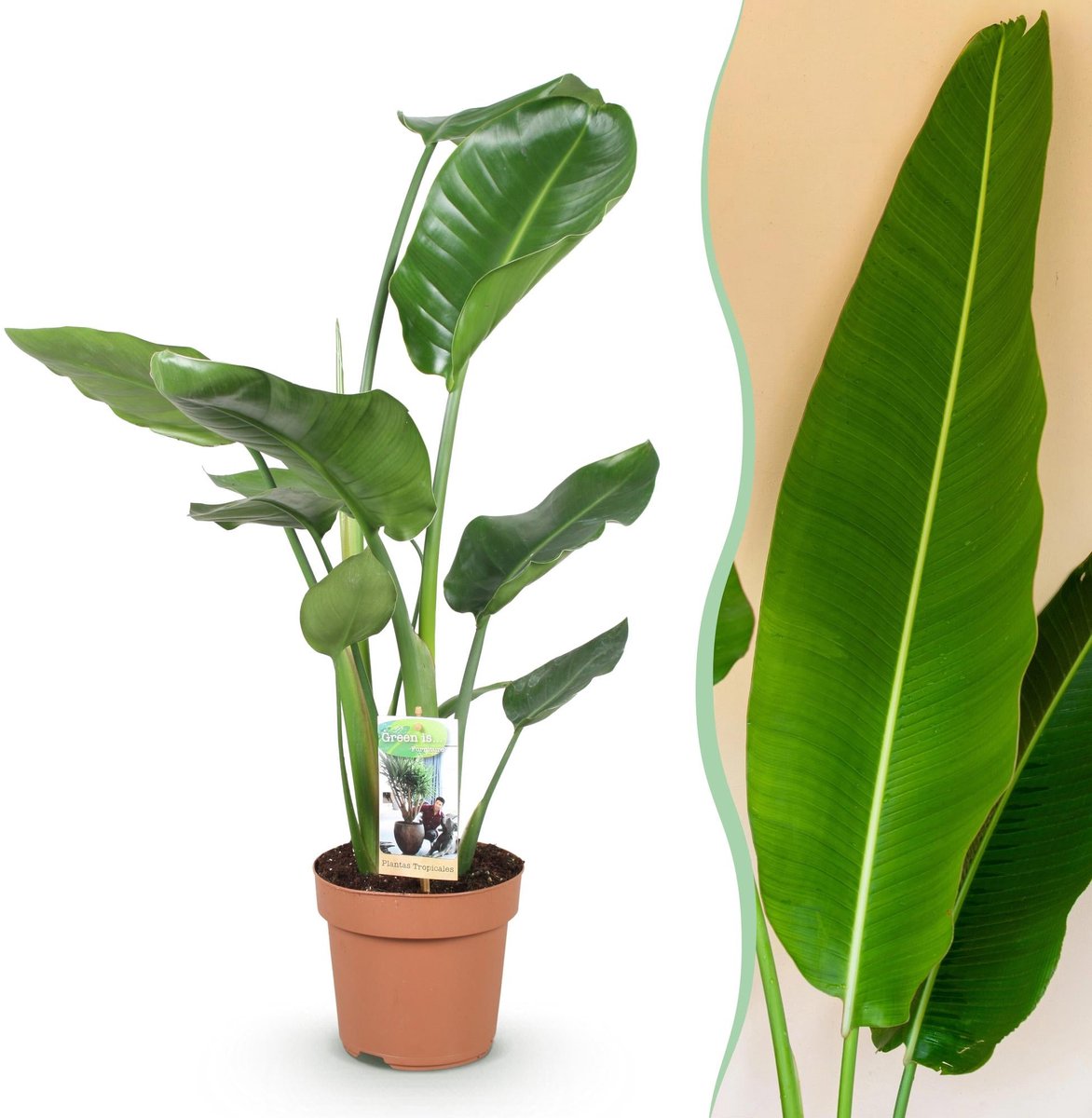 Green is... Kamerplanten - Stelitzia Nicolai - Paradijsvogelbloem - Weinig onderhoud - Groen - 1 Plant - Pot 17cm - Hoogte 70-90cm