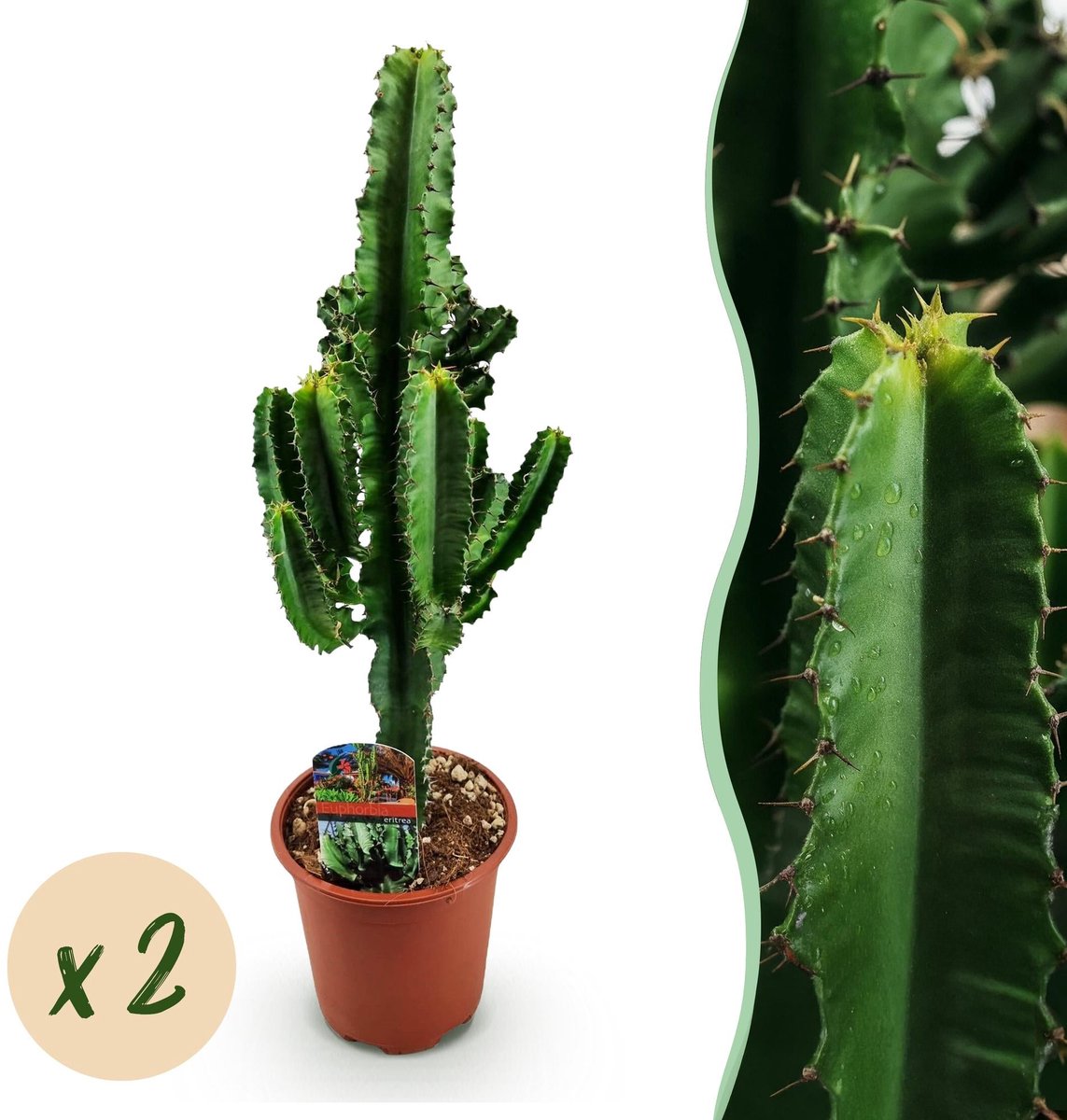 Kamerplant - Euphorbia eritrea - Afrikaanse melkboom - Weinig onderhoud - Groen - 2 - Pot 17cm - Hoogte 60cm