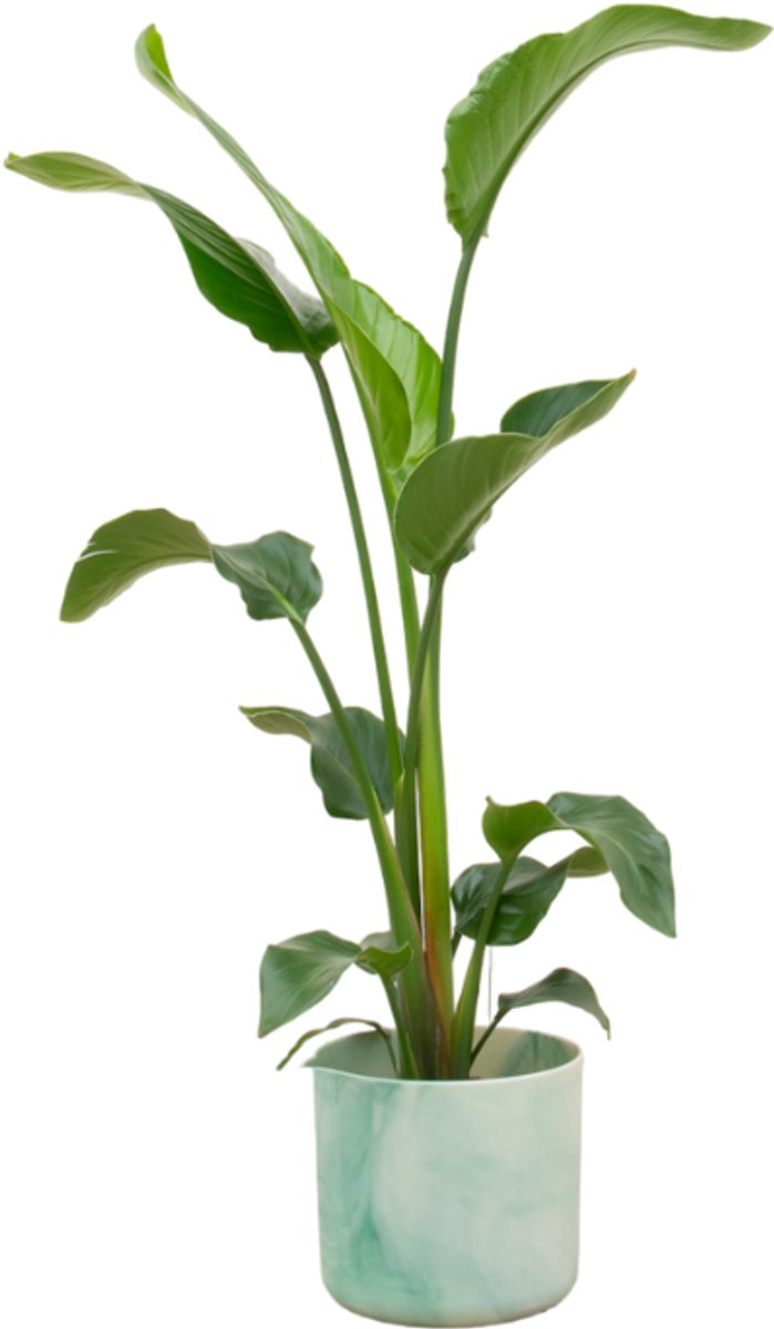 Combi deal - Strelitzia Nicolai inclusief elho Ocean Round pacifisch groen Ø22 - 100 cm