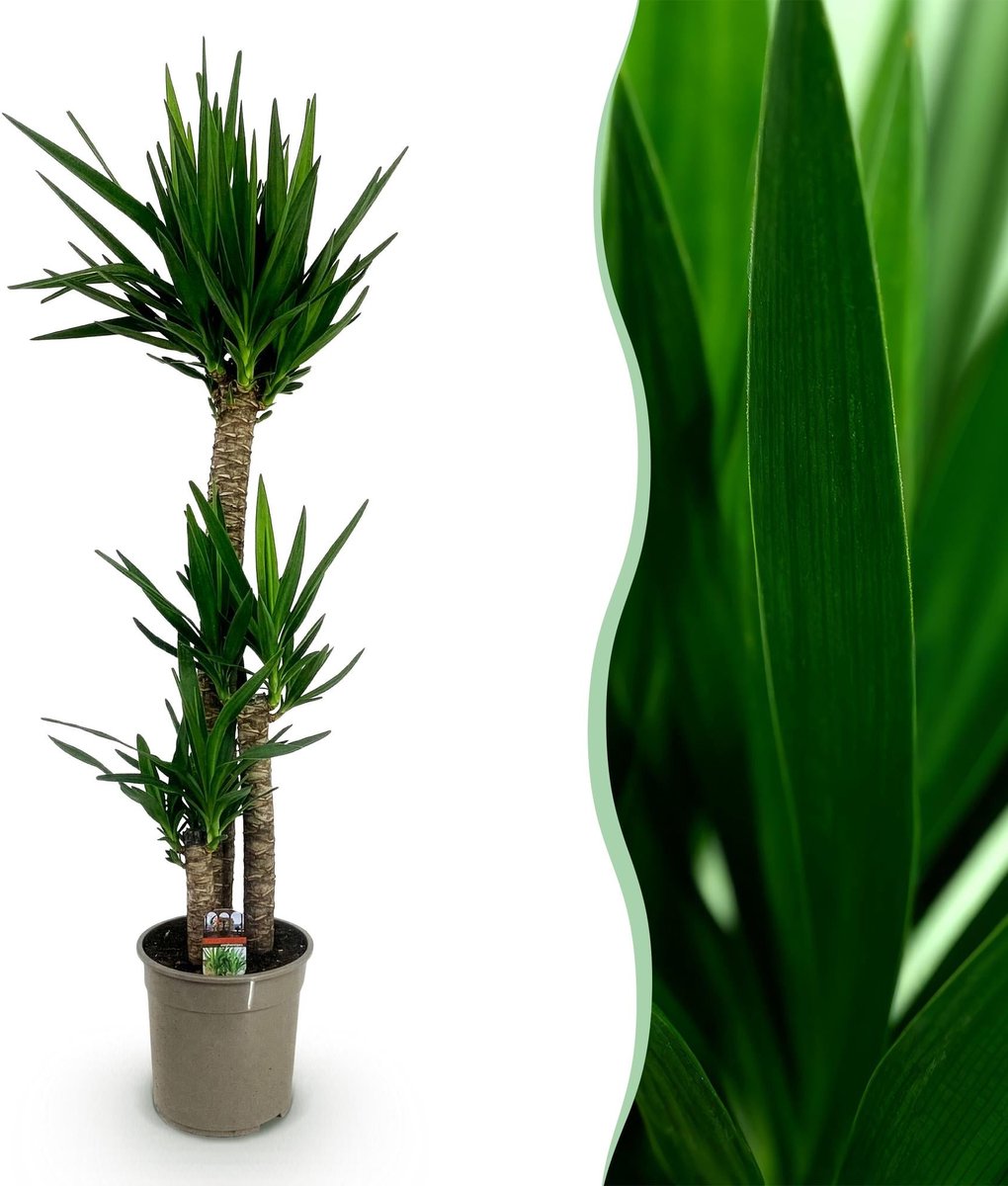 Kamerplant - Yucca elephantipes - Yucca - Weinig onderhoud - Groen - 1 - Pot 24cm - Hoogte 140cm