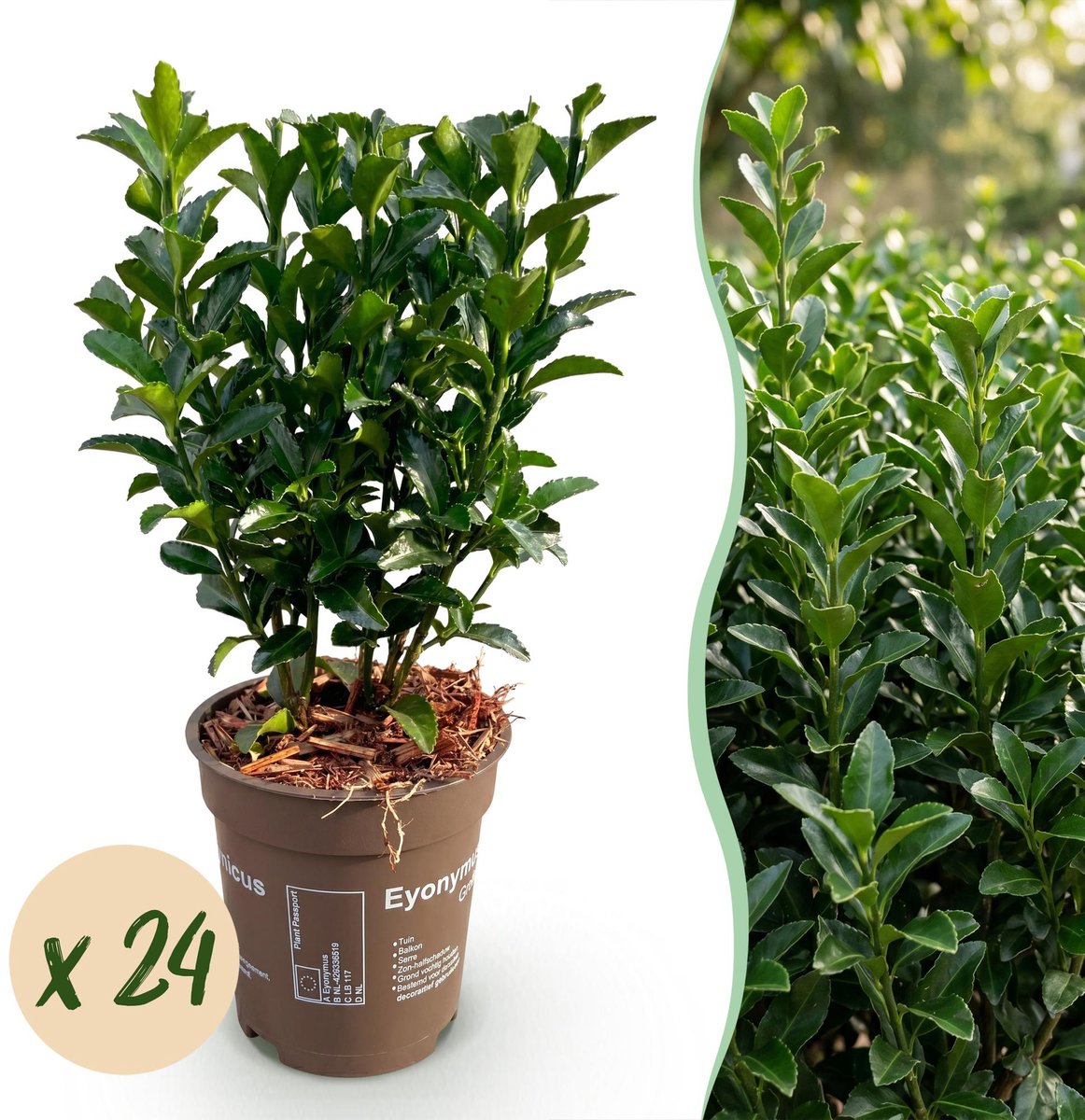 24x Euonymus japonica Green Spire - Kardinaalsmuts - Haagplanten - Groenblijvend - Groen - Pot 9cm - Hoogte 20-25cm