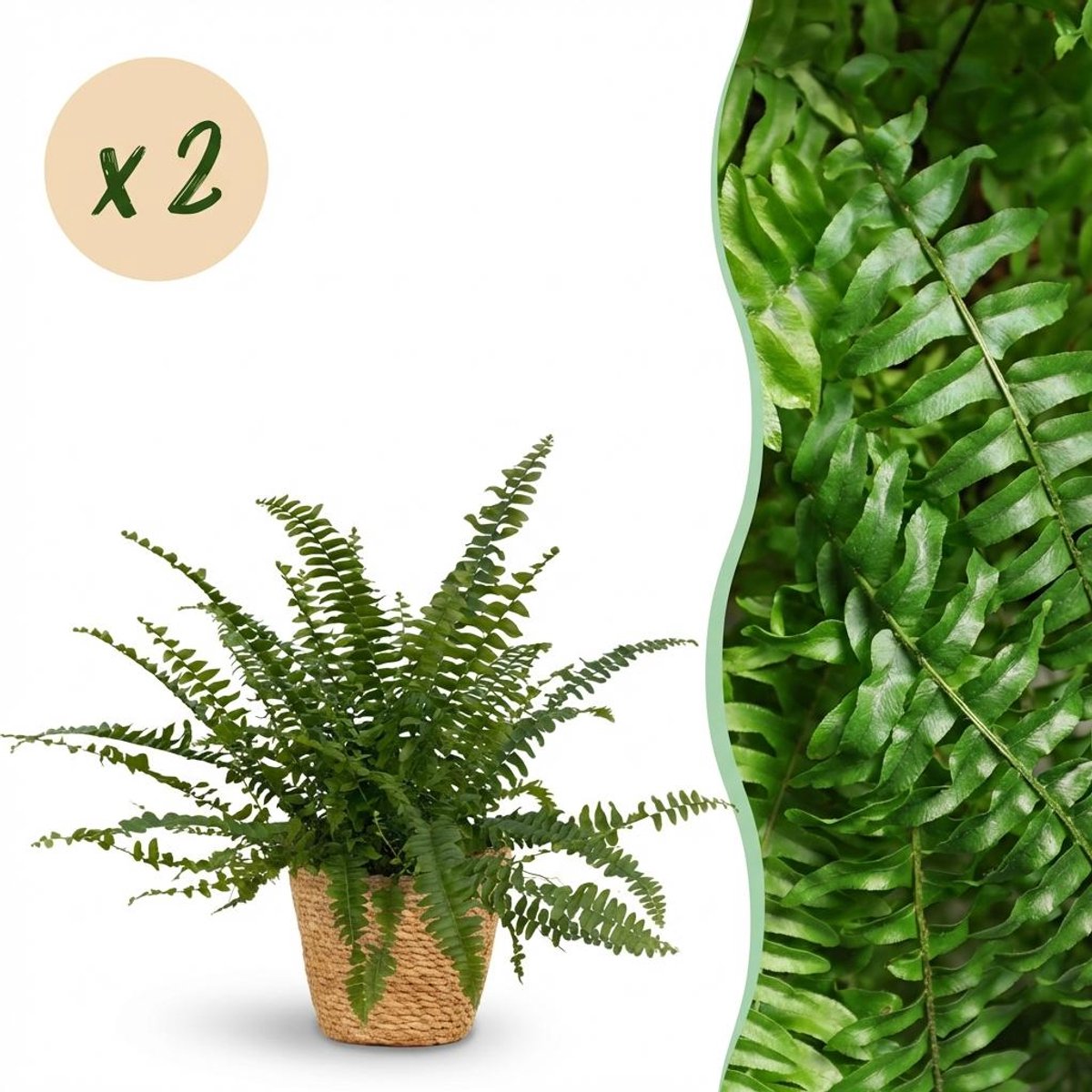 Kamerplant - Nephrolepsis exaltata Green Lady - Varen - Huisdiervriendelijke Plant - Groen - 2 Planten - met Mand - Pot 12cm - Hoogte 25cm
