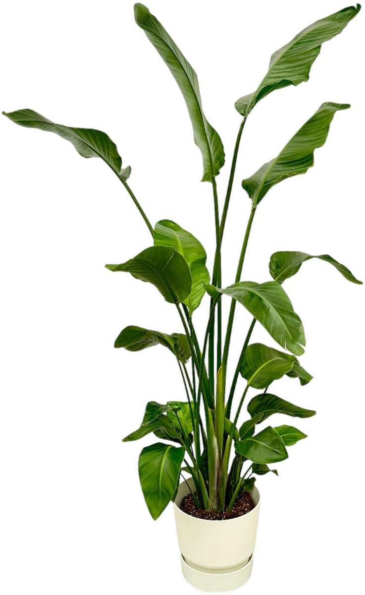 Strelitzia Nicolai inclusief elho Greenville Round wit - 170 cm - Ø30