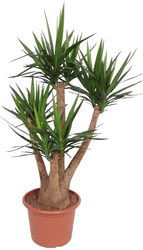 Yucca Elephantipes vertakt - 170 cm - ø45