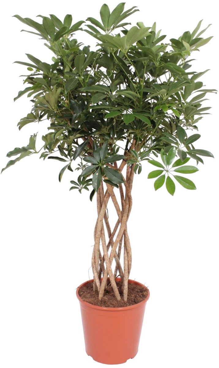 Schefflera Arboricola Compacta gevlochten stam - 130 cm - ø30