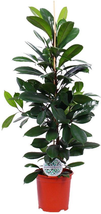 Ficus Cyathistipula - Ø21cm - 105cm