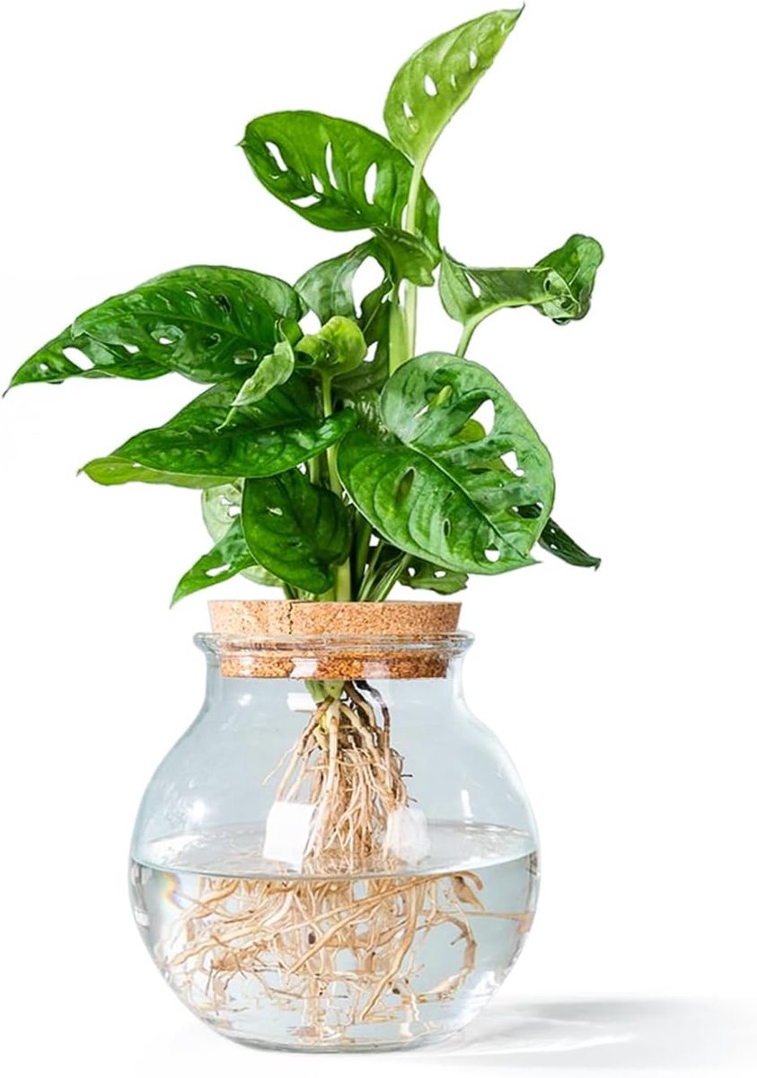 Hydroponie Monstera Adansonii - Glazen bol met kurk - Unieke kamerplant - Makkelijk in onderhoud - ShopVlot