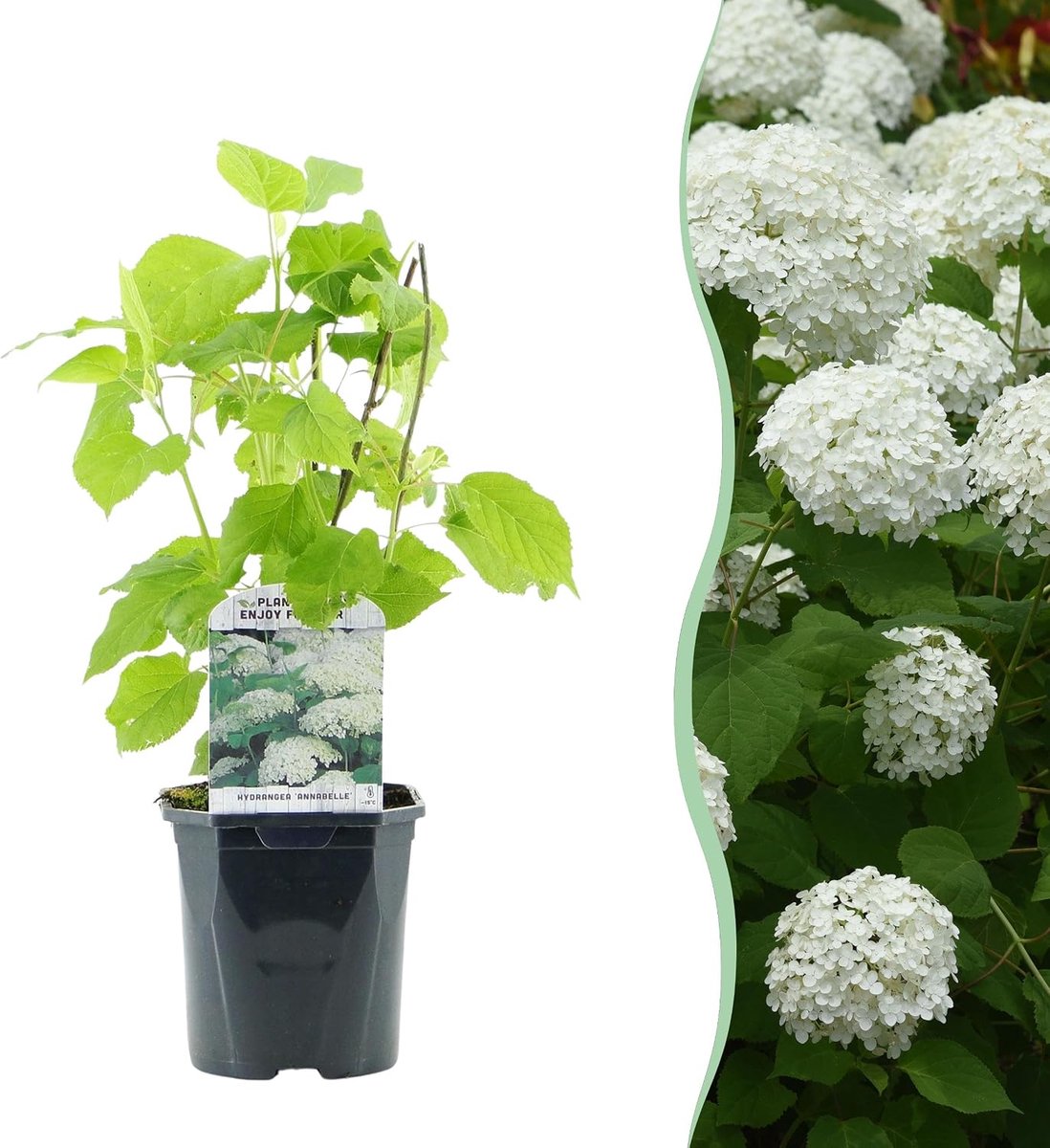 Hortensia - Hydrangea arborescens Annabelle - Bloem Wit - Bladverliezend - Grote Bloemen - 40-50cm - Ø18cm - Tuinplant