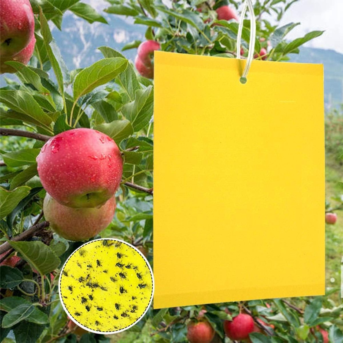 Insectenvallen, 50 stuks dubbelzijdig plakpapier, gele kleefvellen voor witte vlieg – anti-insect, anti-witte vlieg, motten, tuin, planten, bloemen, fruit