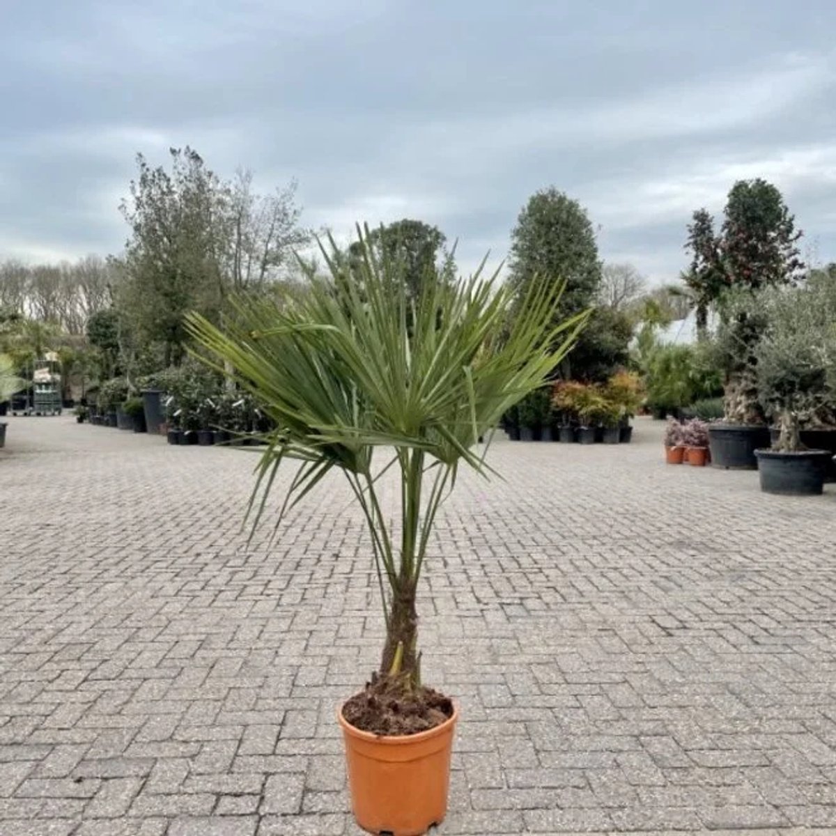 Trachycarpus fortunei Chinese Waaierpalm - Winterharde Palmboom - Stamhoogte 25/35 cm - Potmaat 30 cm - Totale hoogte 125 cm