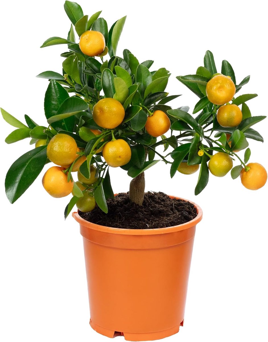 Calamondinorange - hoogte ca. 30 cm - pot Ø 14 cm - decoratieve citrusplant - mediterrane flair - ShopVlot