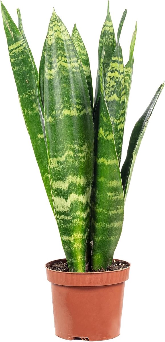 Vrouwen-tongen - hoogte 30 cm - Sansevieria trifasciata Black Coral - lage onderhoudsbehoefte - ideaal voor kantoor - ShopVlot