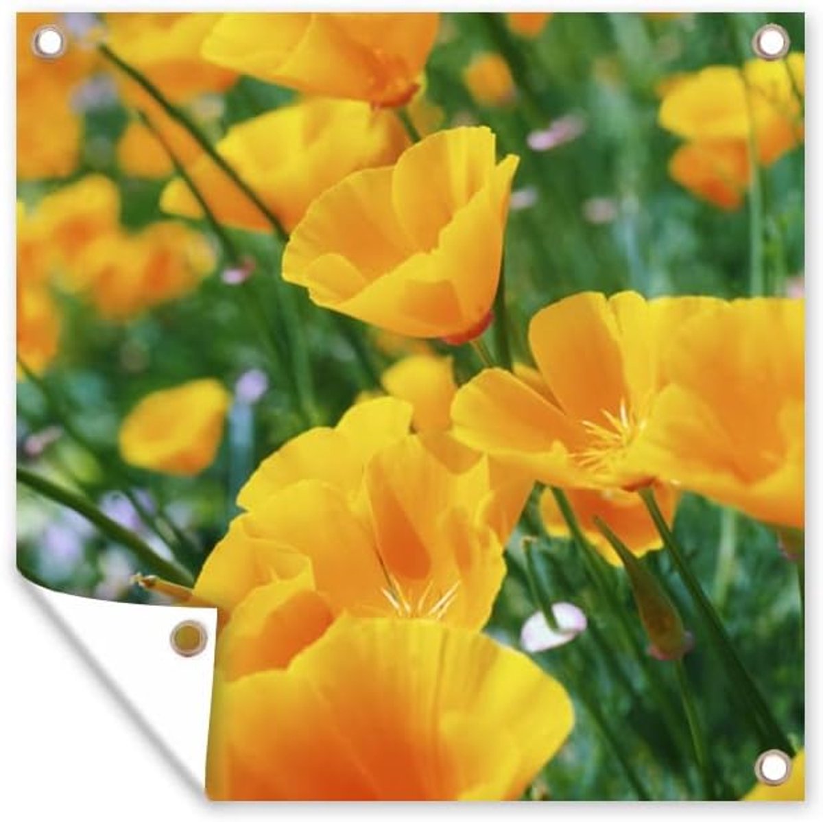 Tuinposter - 200x200 cm - Bloemen - Tuin - Oranje