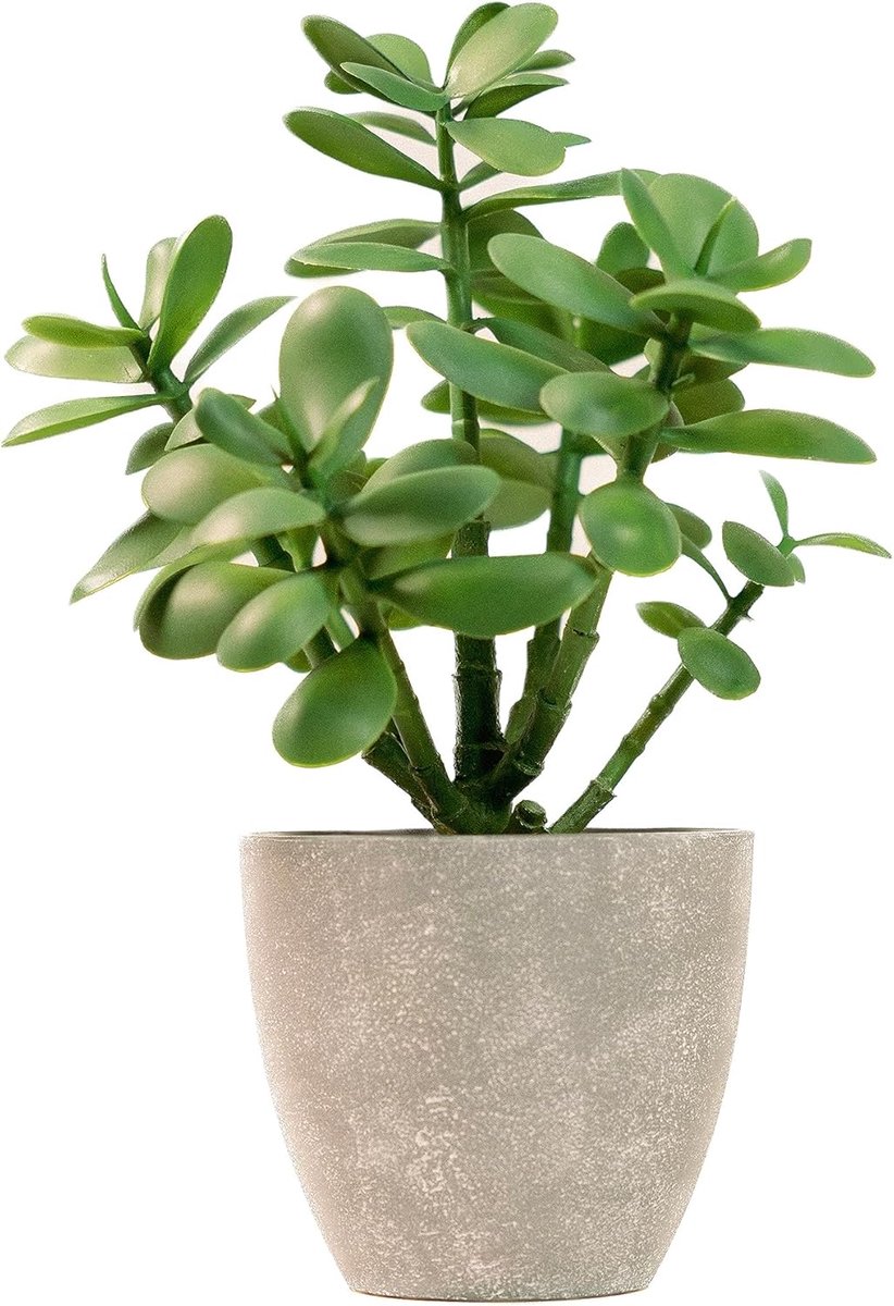 Jadeplant 30cm - Grijze pot - Levensgetrouwe uitstraling - Perfect voor thuis en op kantoor - ShopVlot