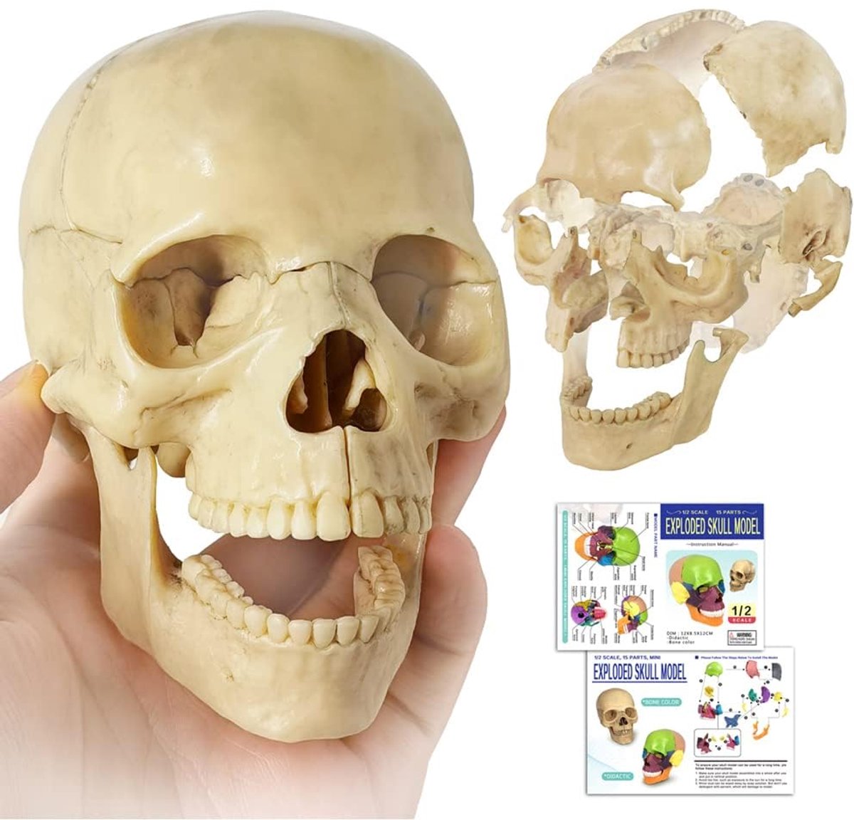 Mini-schedelmodel, didactisch 15-delig anatomieschedelmodel ter grootte van een handpalm, ontplofte schedel, medisch onderwijs, schedelpuzzel