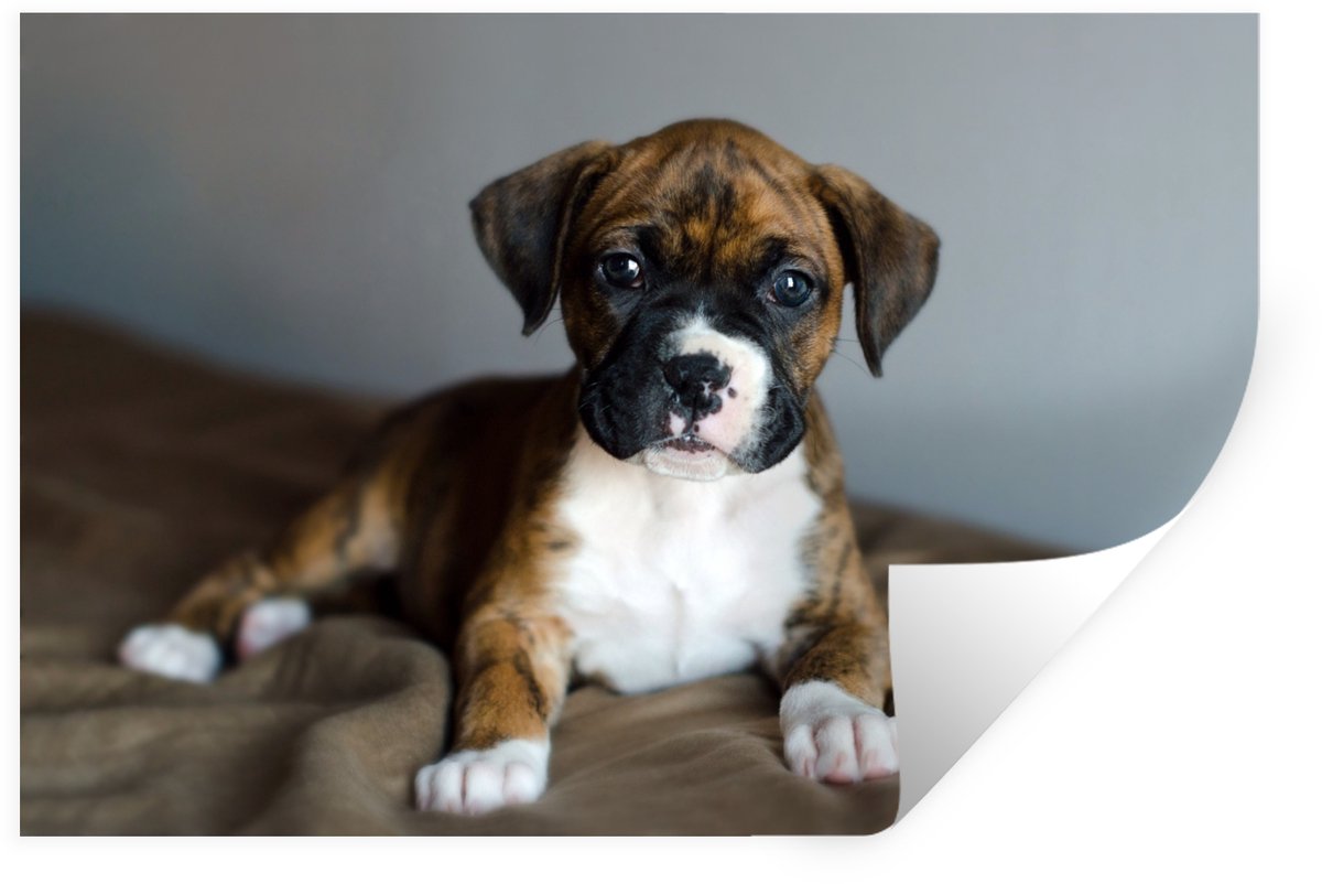 Muurstickers - Sticker Folie - Boxer puppy ligt op een kussen - 30x20 cm - Plakfolie - Muu