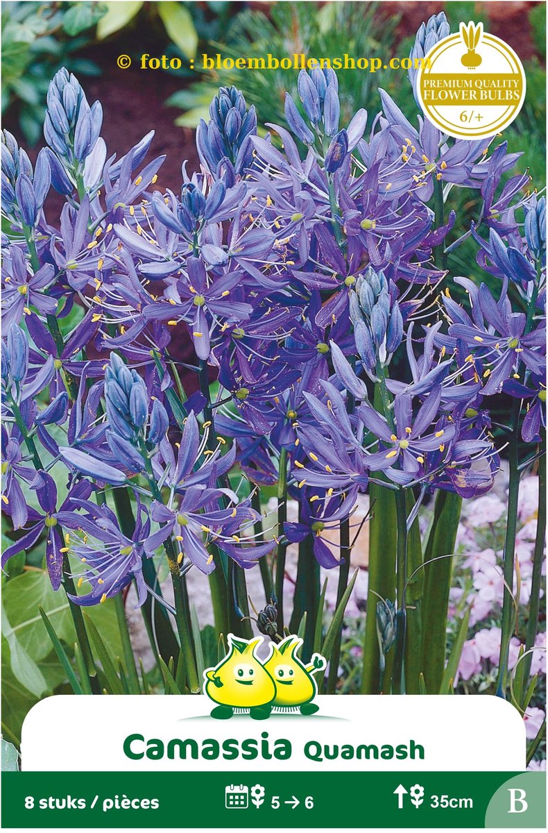 4 Zakjes Camassia Quamash maat 6/+