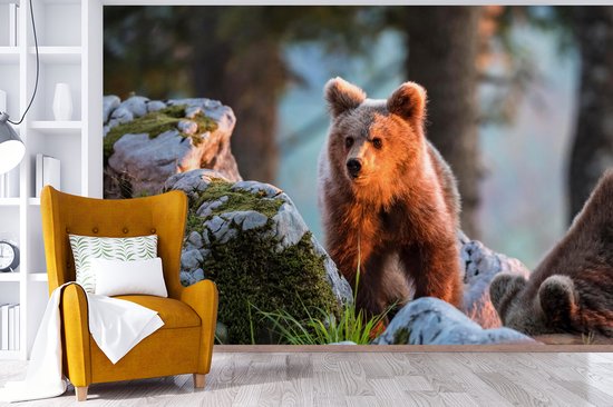 Papier peint photo peint photo vinyle - Ours brun au soleil largeur 330 cm x hauteur 220 cm - Tirage photo sur papier peint (disponible en 7 tailles)
