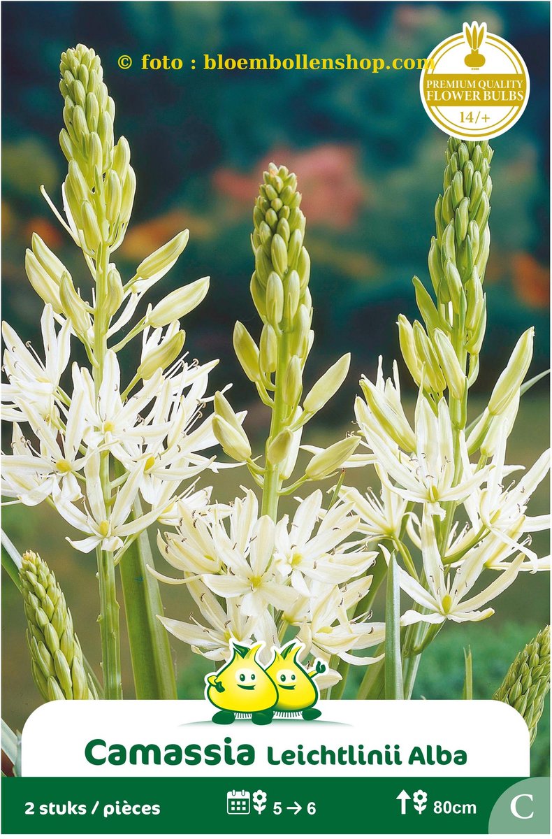 3 Zakjes Camassia Leichtlinii Alba maat 14/+