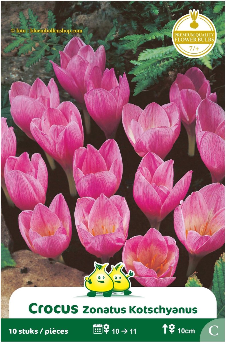 3 Zakjes Crocus Zonatus maat 7/+