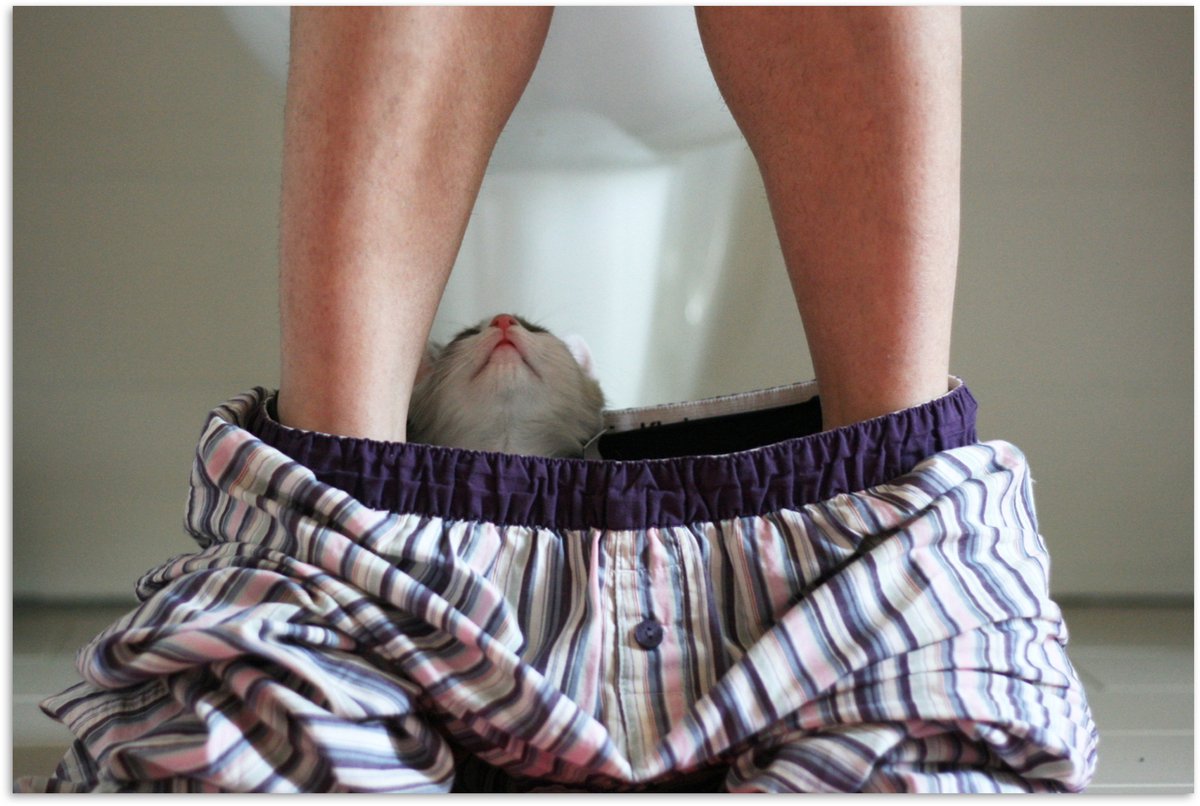 Poster 90x60 cm - Kat - Broek - Toilet - Posters - Kamer decoratie - Wanddecoratie woonkam