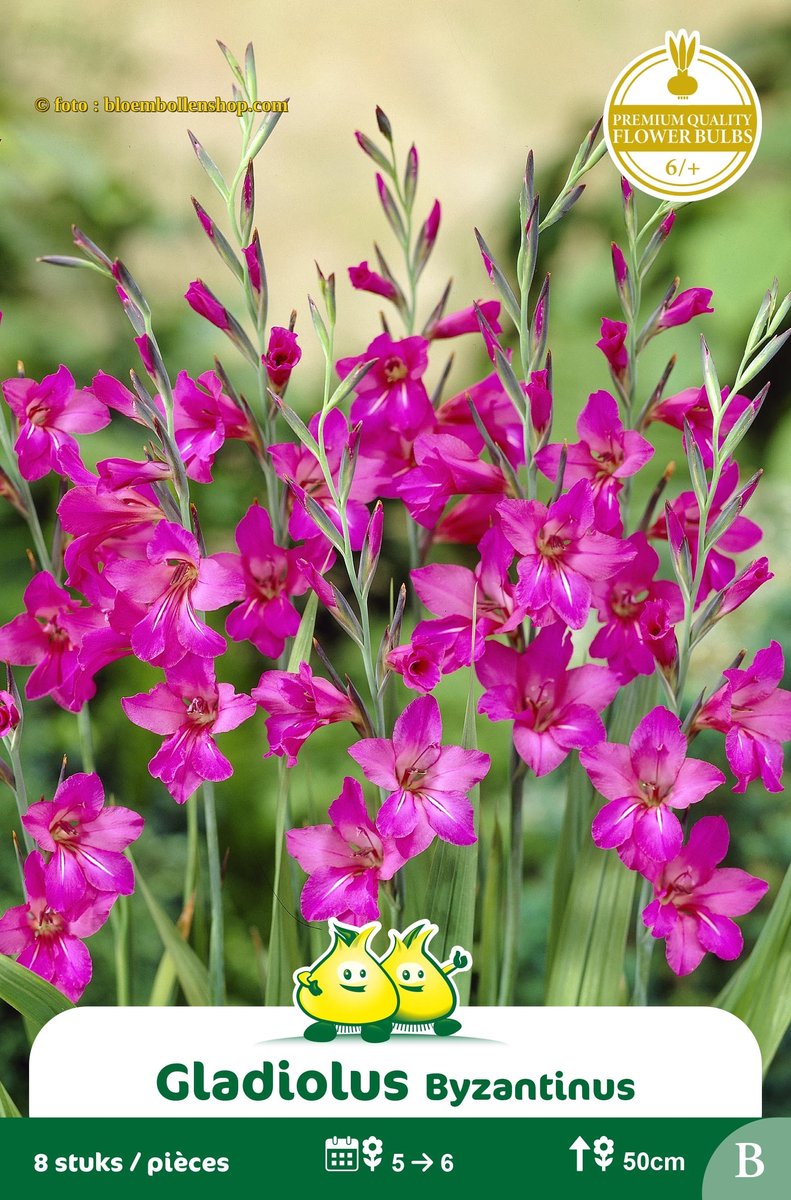4 zakjes Gladiolus Byzantinus maat 6/+