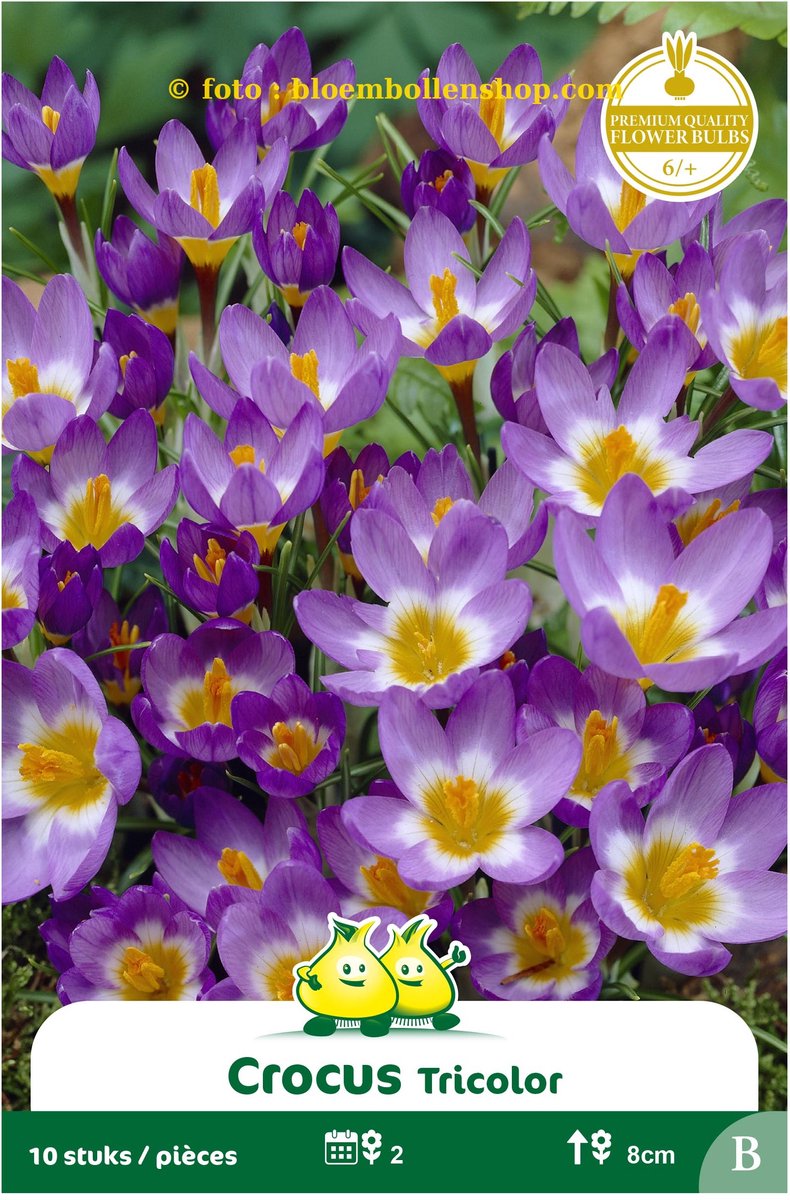 4 Zakjes Botanisch Crocus Tricolor maat 6/+