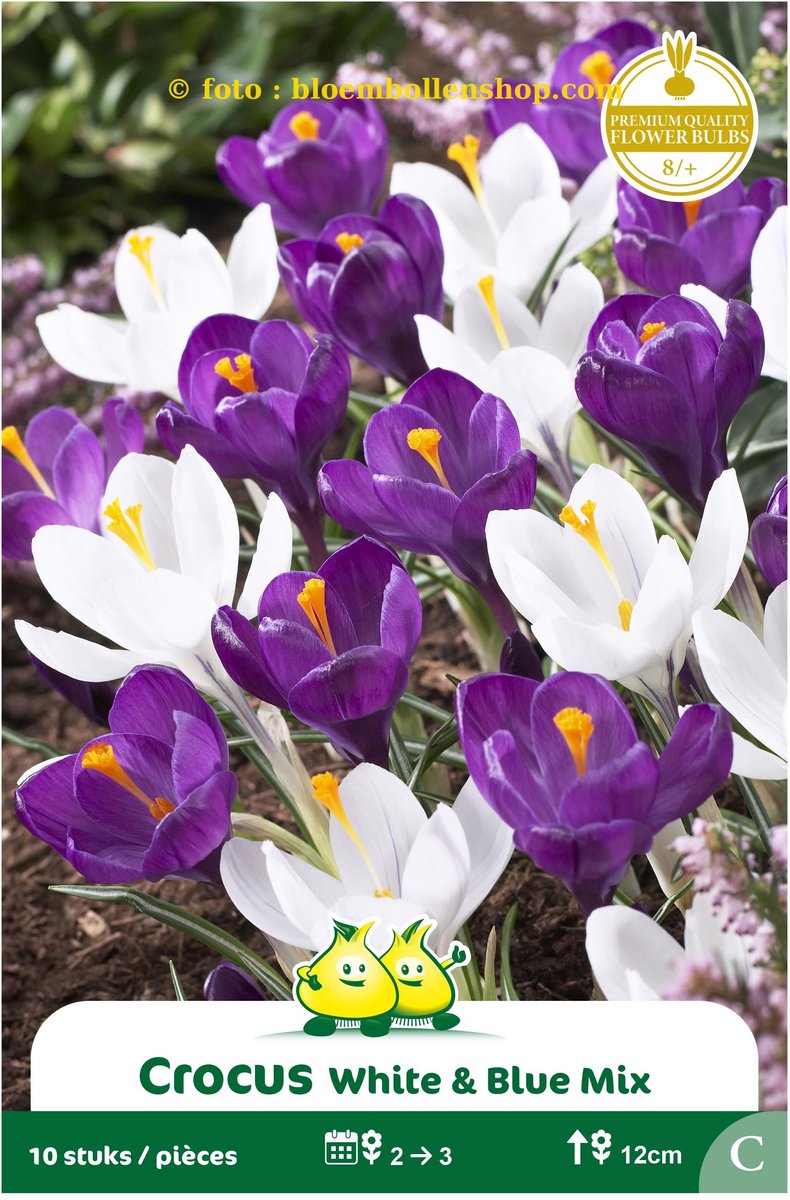 3 Zakjes Crocus Vernus blauw - wit maat 8/+