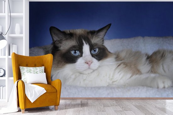 Papier peint photo en vinyle - Couché noir avec chat Ragdoll blanc largeur 390 cm x hauteur 260 cm - Tirage photo sur papier peint (disponible en 7 tailles)
