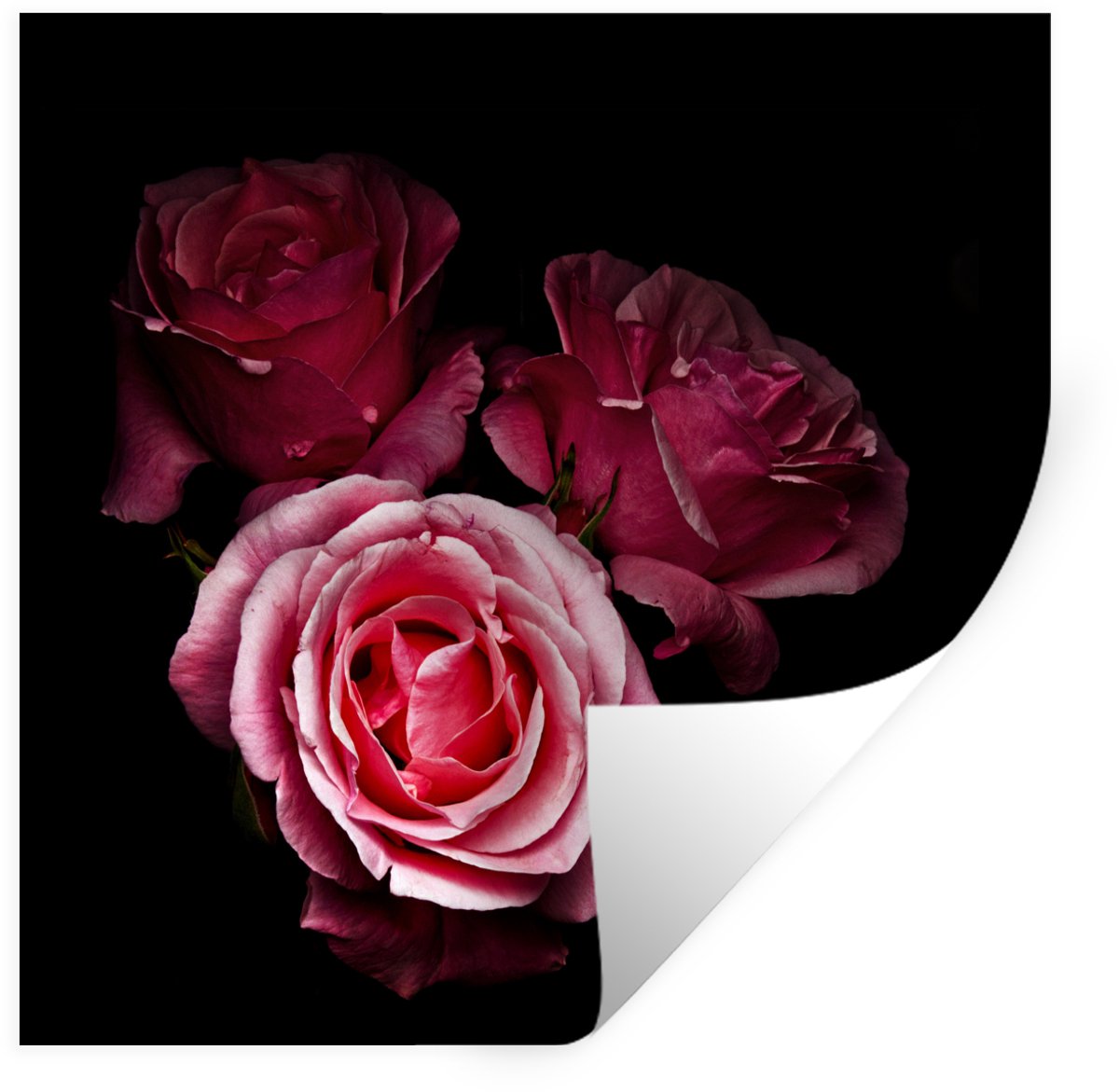 Muurstickers - Sticker Folie - Een foto van roze rozen met een zwarte achtergrond - 80x80