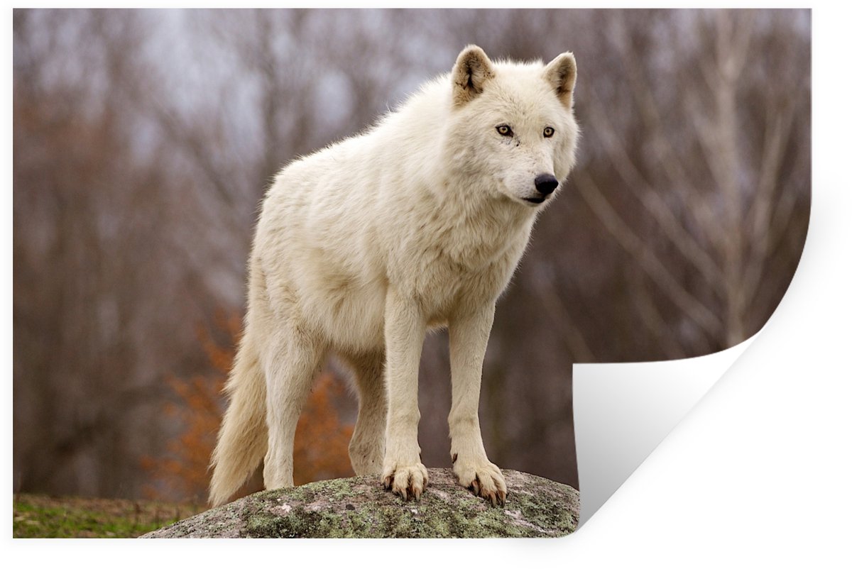 Muurstickers - Sticker Folie - Wolf - Steen - Wit - 90x60 cm - Plakfolie - Muurstickers Ki