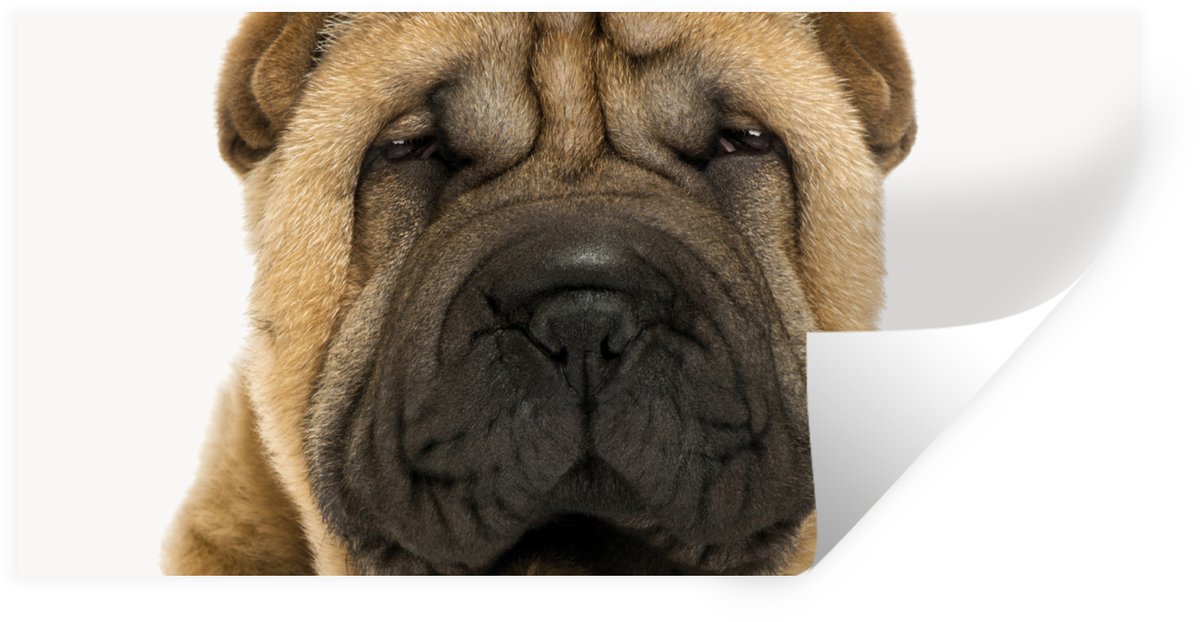 Muurstickers - Sticker Folie - Hond - Jongens - Sharpei - Huisdieren - Meisjes - Kinderen 
