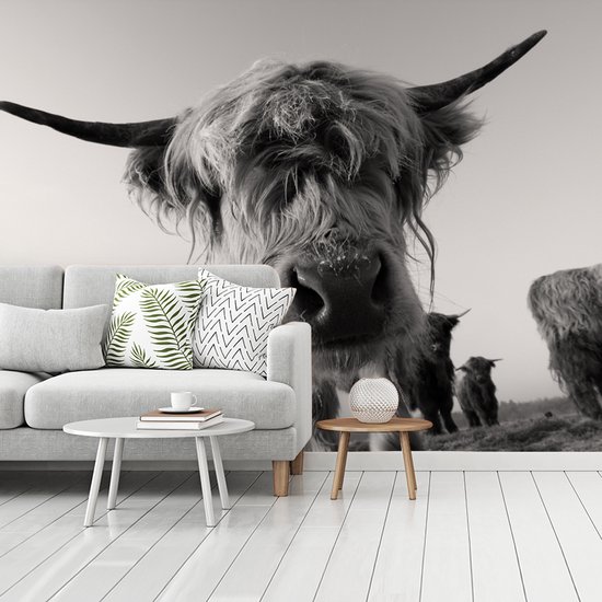 Wit Behang Behang - Fotobehang Schotse Hooglander - Zwart - Wit - Dieren - Breedte ...