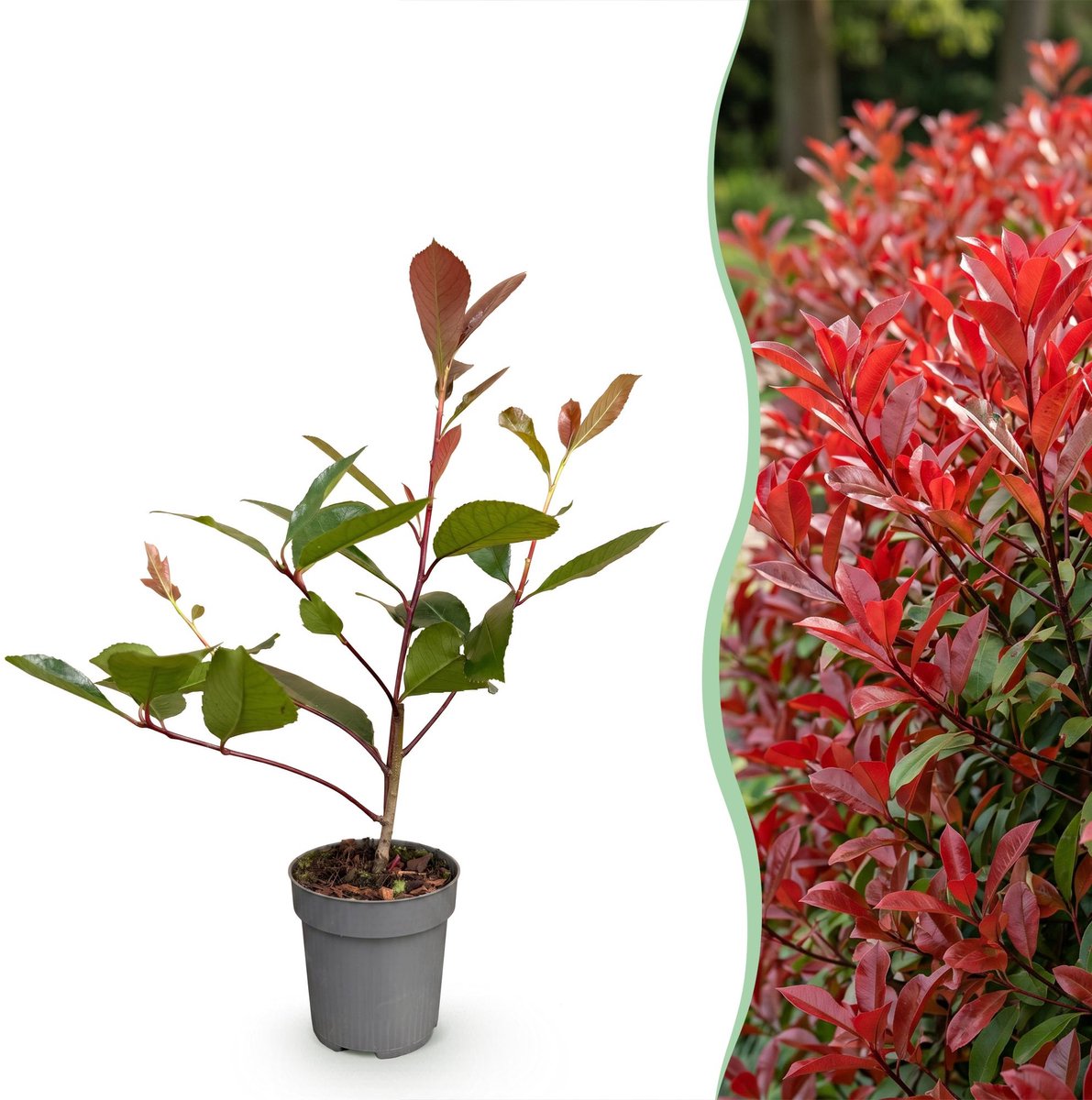 Green boutiQ - 24x Photinia fraseri Red Robin - Glansmispel - Haagplanten - Groenblijvend - Rood - Pot 9cm - Hoogte 25-35cm