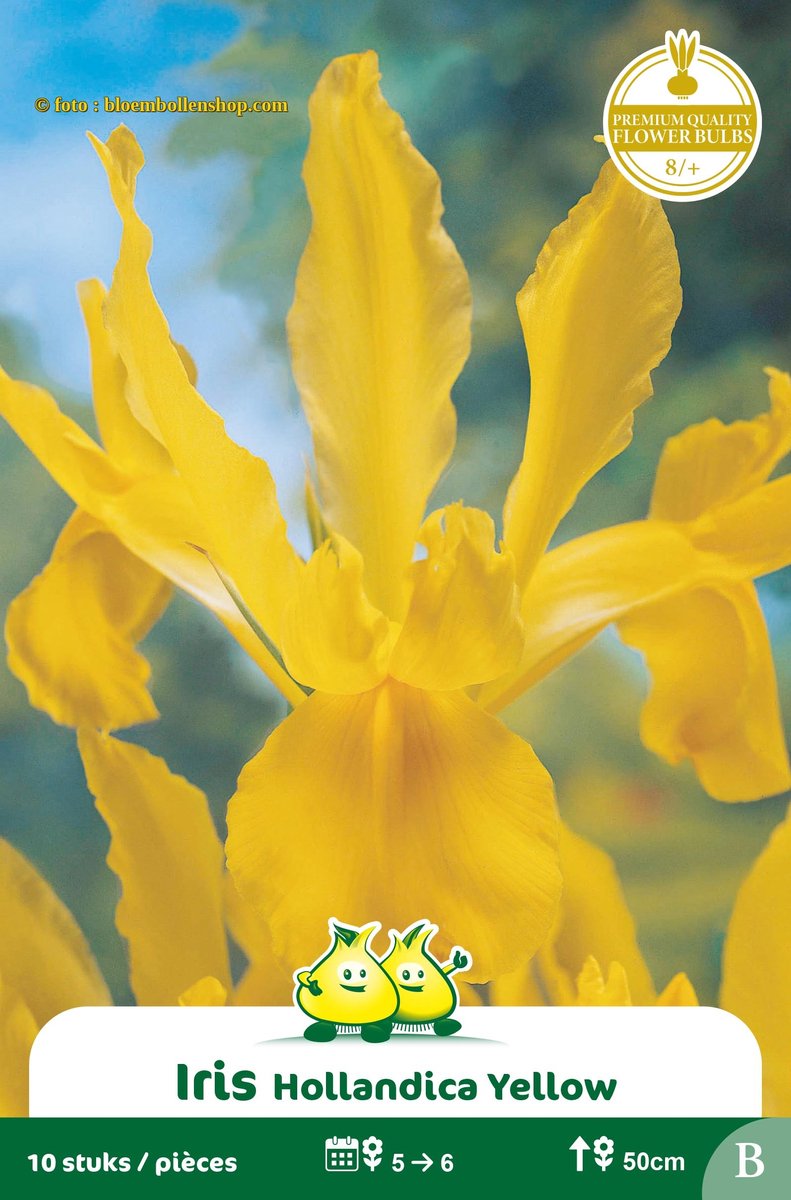 4 Zakjes Iris Golden Harvest maat 8/+