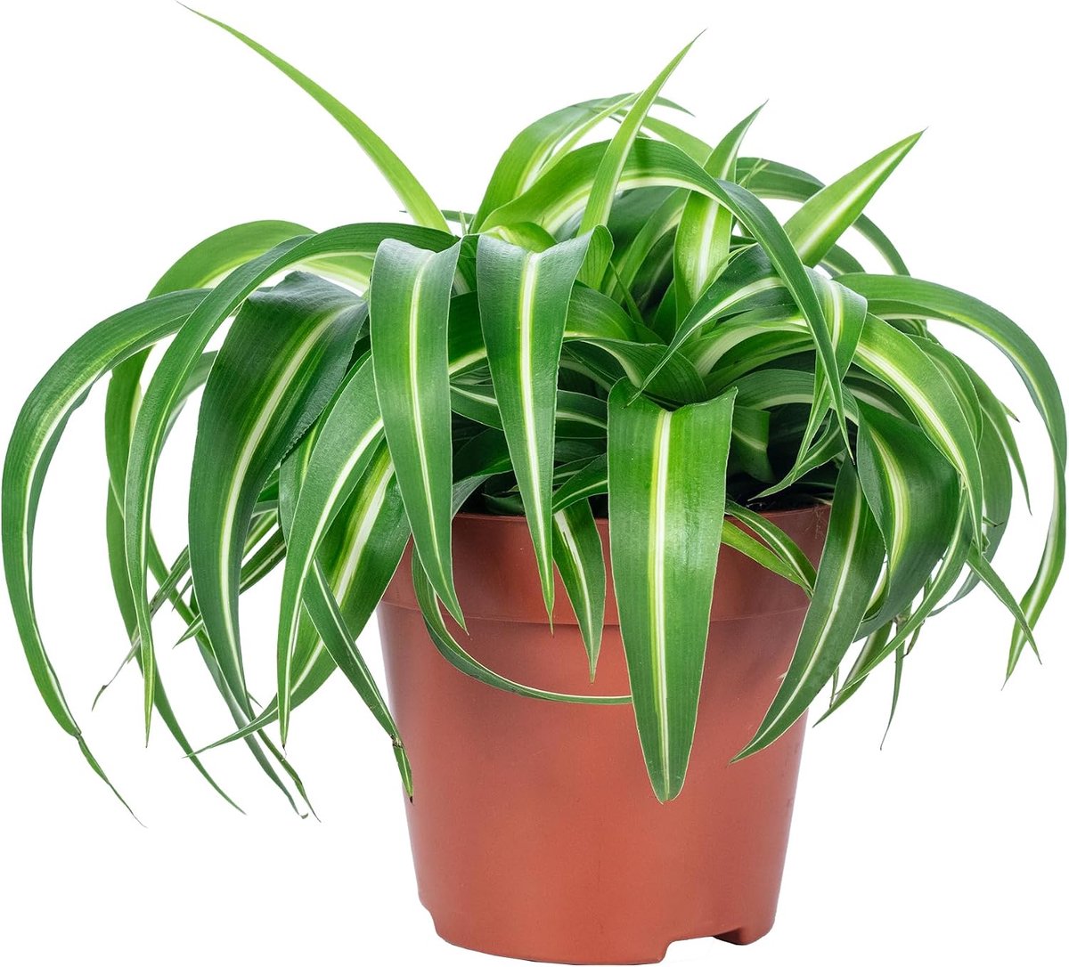 Groene lelie 'Bonnie' - hoogte ca. 25 cm - gemakkelijk te verzorgen - ideaal voor woonkamer en kantoor - ShopVlot