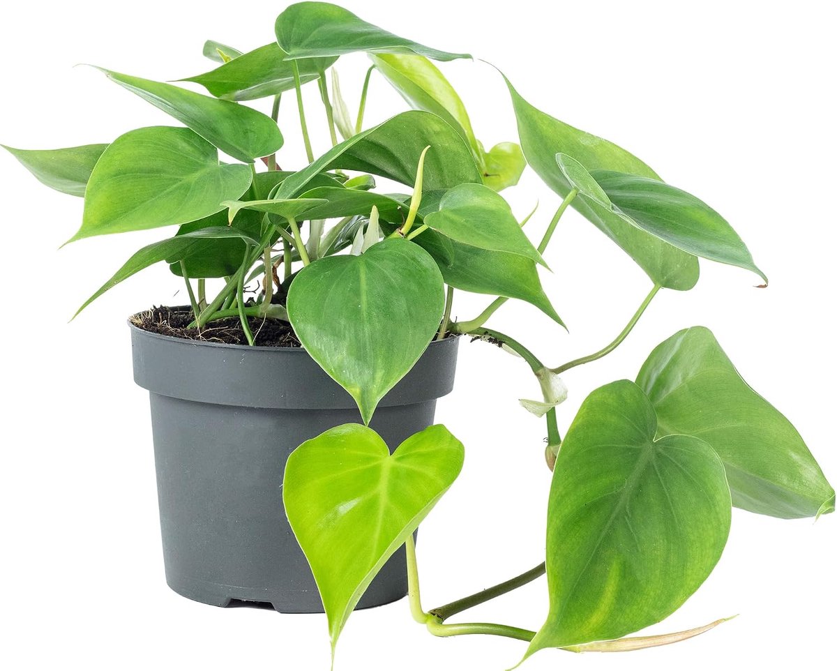 Huishoudplant Philodendron scandens - hoogte 20 cm - plastic pot Ø 12 cm - luchtverbeterend effect - ShopVlot