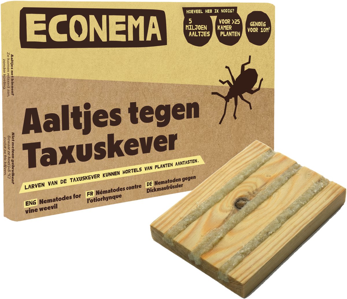 Taxuskever Combipakket – Aaltjes + Val | 100% Biologisch aaltjes tegen larve én kever, 15 m²