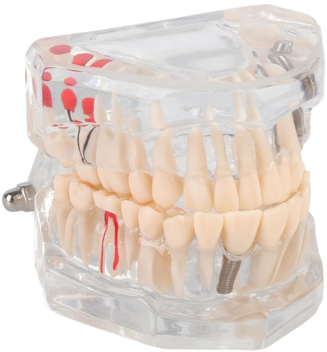Standard Teeth Model Adult Standard Transparent Demonstration Tooth Model Brushing Dental Floss Practice Dental Model - ShopVlot