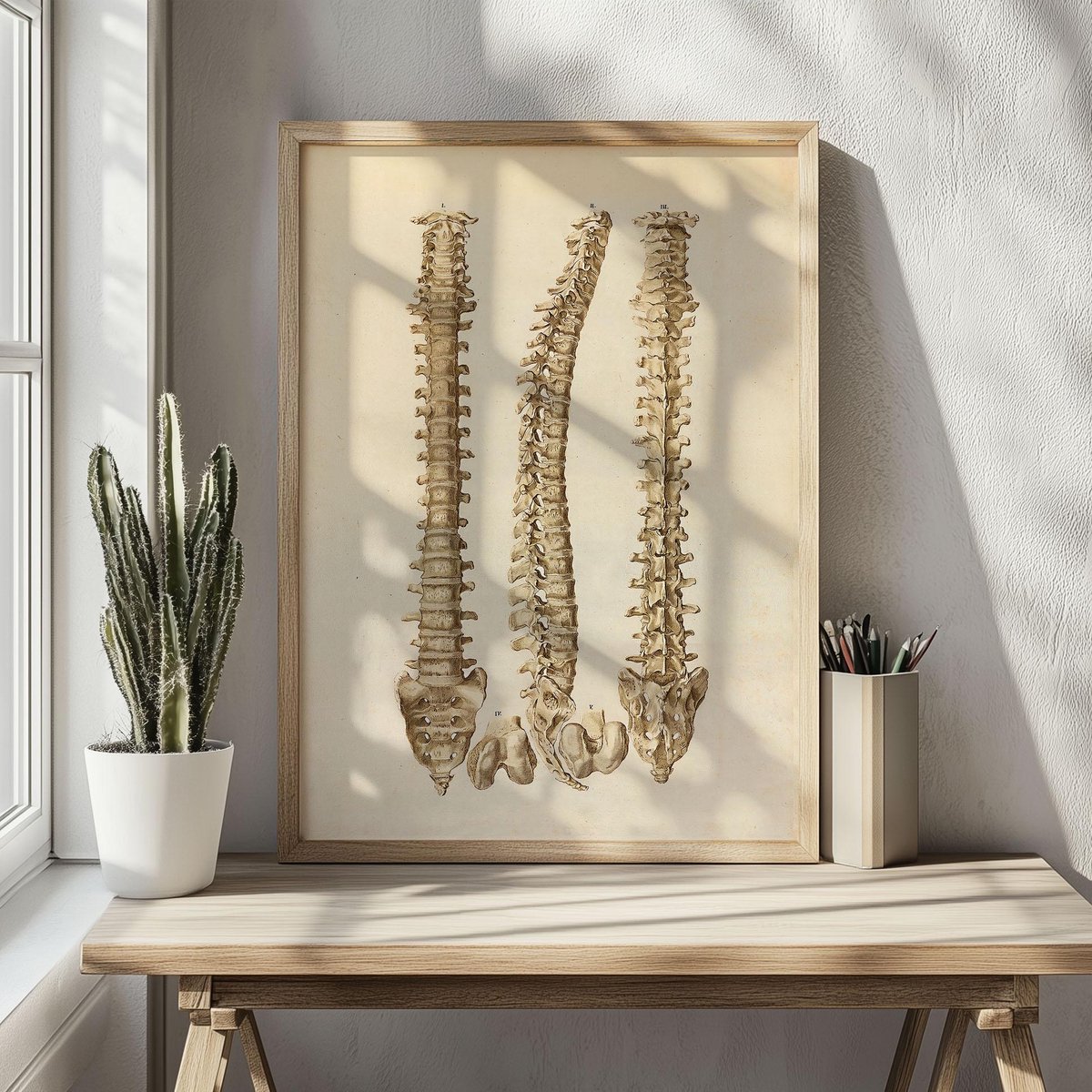 Wervelkolom poster, anatomieposter 30 x 40 cm