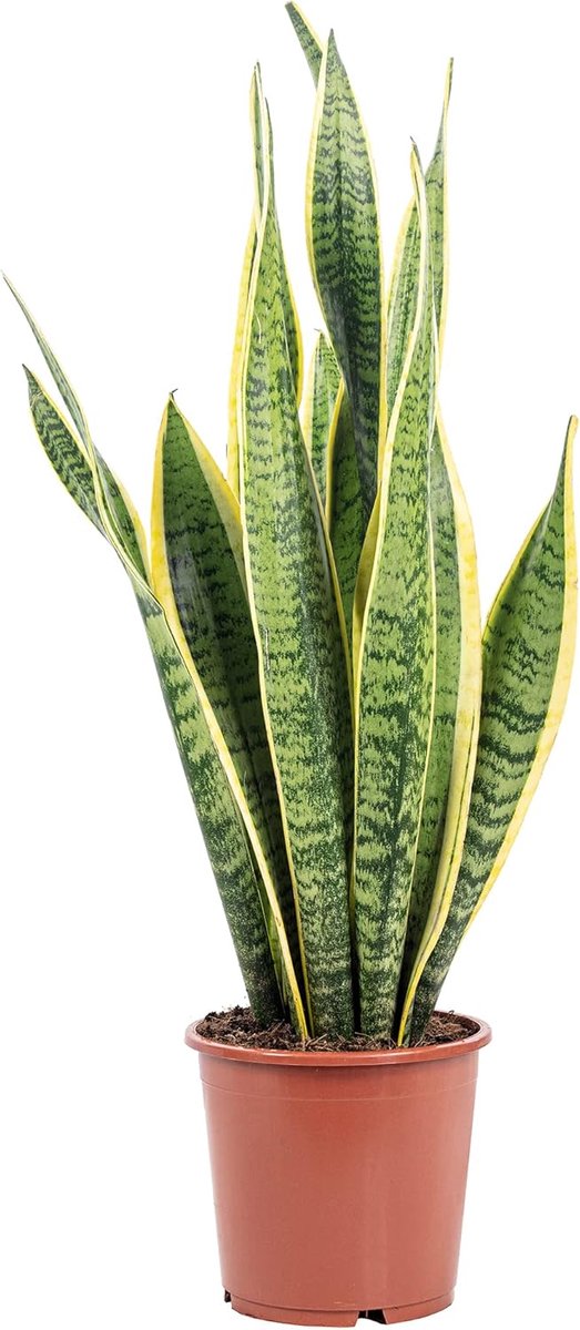 SnelShoppen - Sansevière - Gemakkelijke kamerplant, Sansevieria trifasciata Laurentii, Hoogte ca. 65 cm, Pot-Ø 17 cm, Ideaal voor woonkamer en kantoor