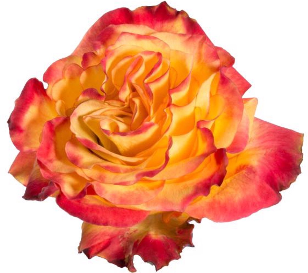 25x Rosa newsflash 60cm