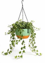 Groene en oranje hangpot met klimop, merk Grovita, aan zwarte ketting tegen een witte achtergrond.