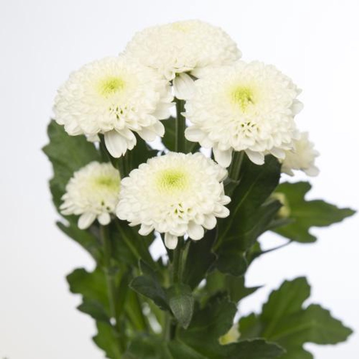 25x Chrysant san.poppy 50cm