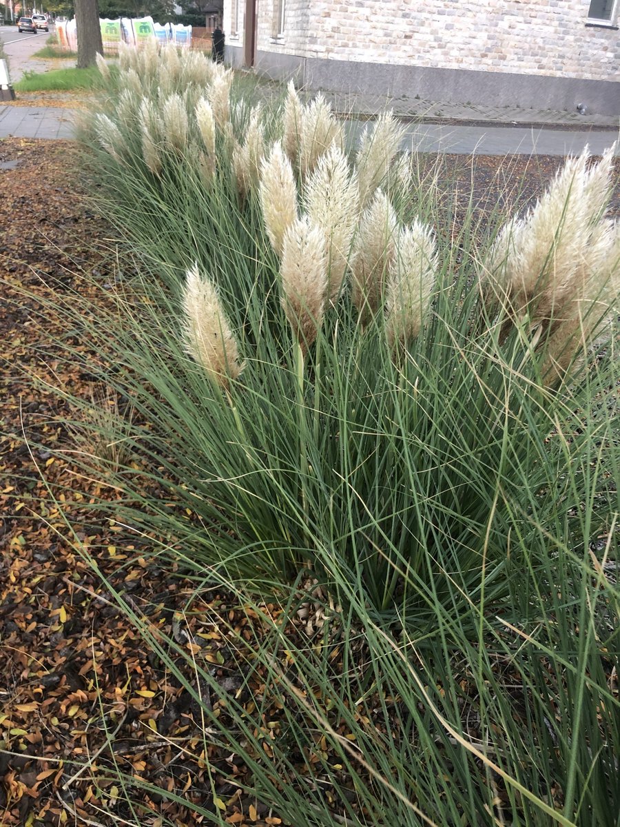 6x Pampasgras - Cortaderia Selloana 'Tiny Pampa' | 9x9 cm pot