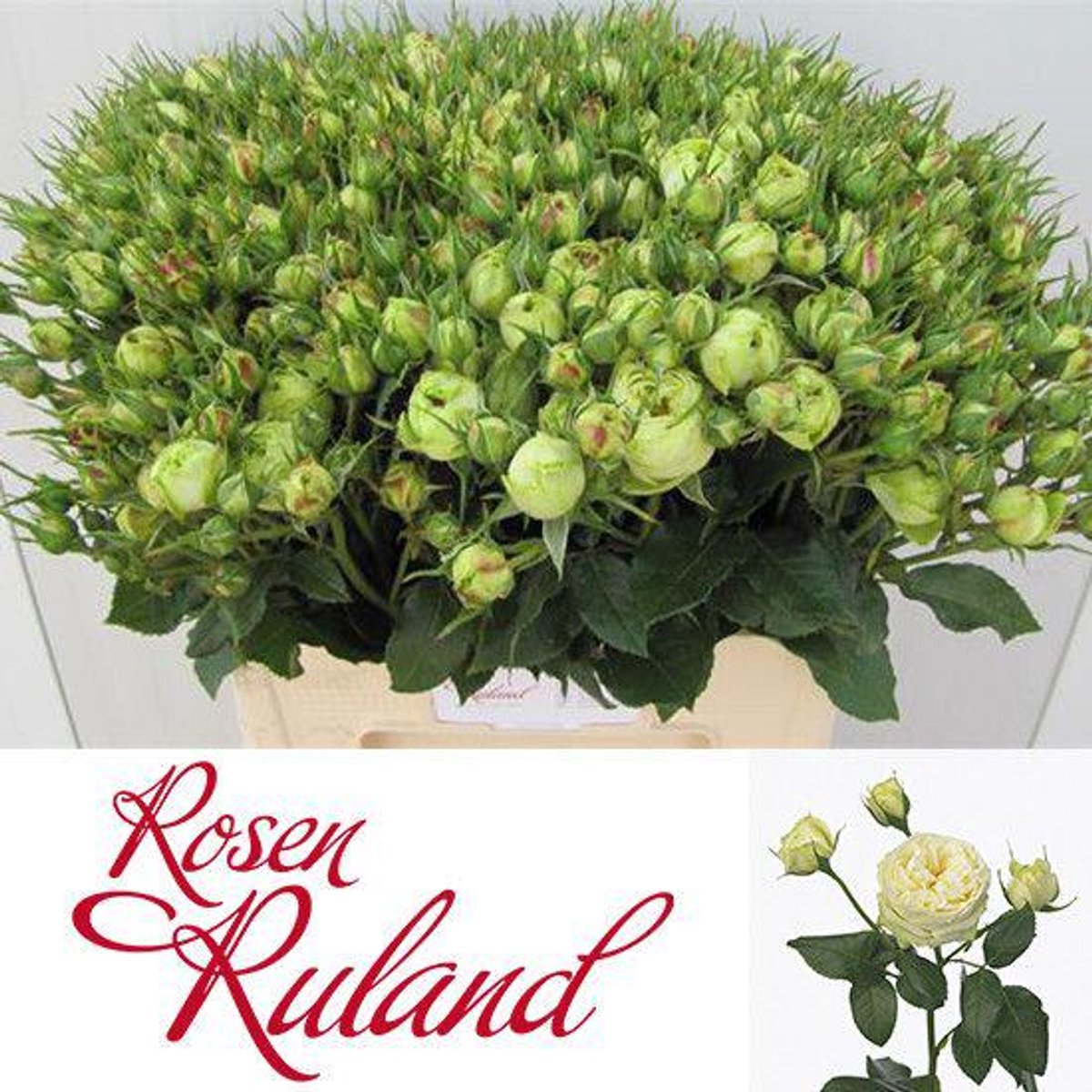 10x Rosa wedding piano 60cm