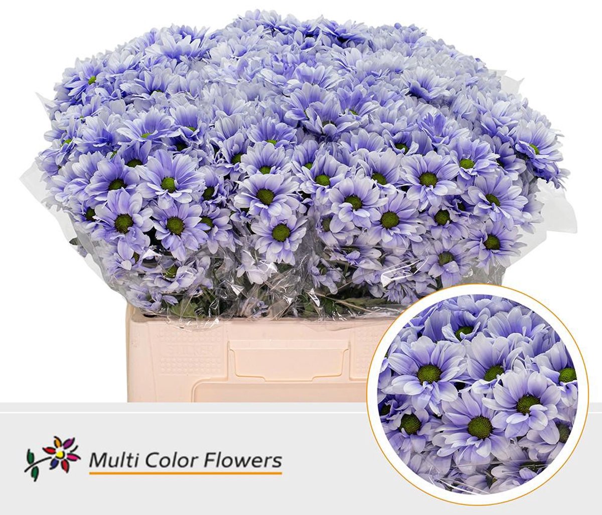 10x Chrysant overig 60cm