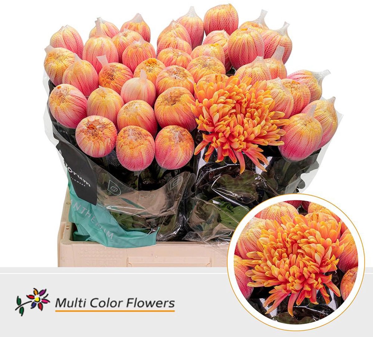 10x Chrysant antonov sunshine 70cm